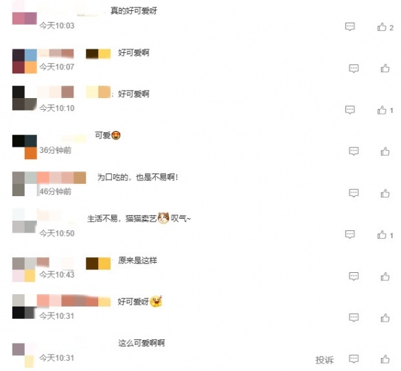 苏州西园寺猫咪走红网络,击掌互动成新打卡点(图5) 游侠网5
