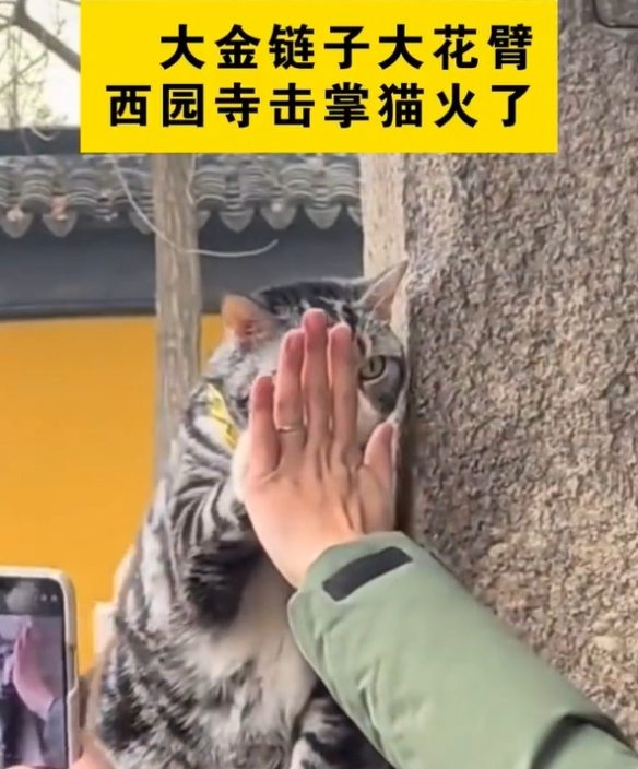 苏州西园寺猫咪走红网络,击掌互动成新打卡点(图3) 游侠网3