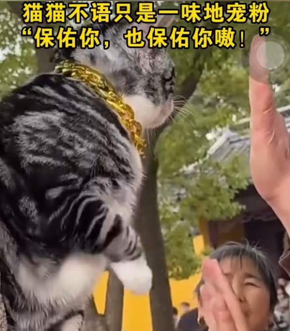 苏州西园寺猫咪走红网络,击掌互动成新打卡点(图4) 游侠网4