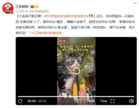 苏州西园寺猫咪走红网络,击掌互动成新打卡点(图2) 游侠网2