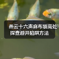 燕云十六声麻布袋高处探查避开陷阱方法(图4) 燕云十六声麻布袋高处探查避开陷阱方法(图4)